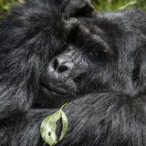 La protection des grands singes, cousins de l'être humain, est une responsabilité collective, a déclaré la directrice de l'Unesco. (archives)